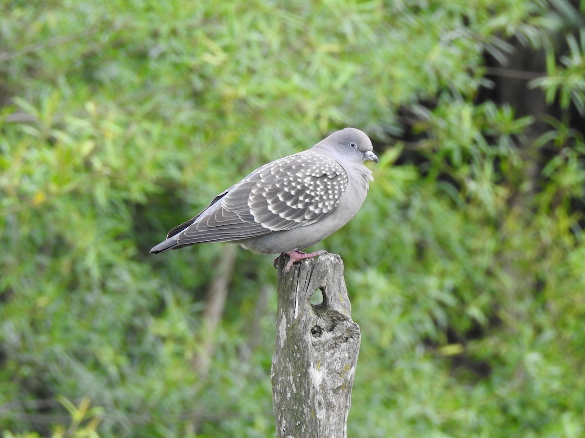 Spot-winged Pigeon - ML647820352