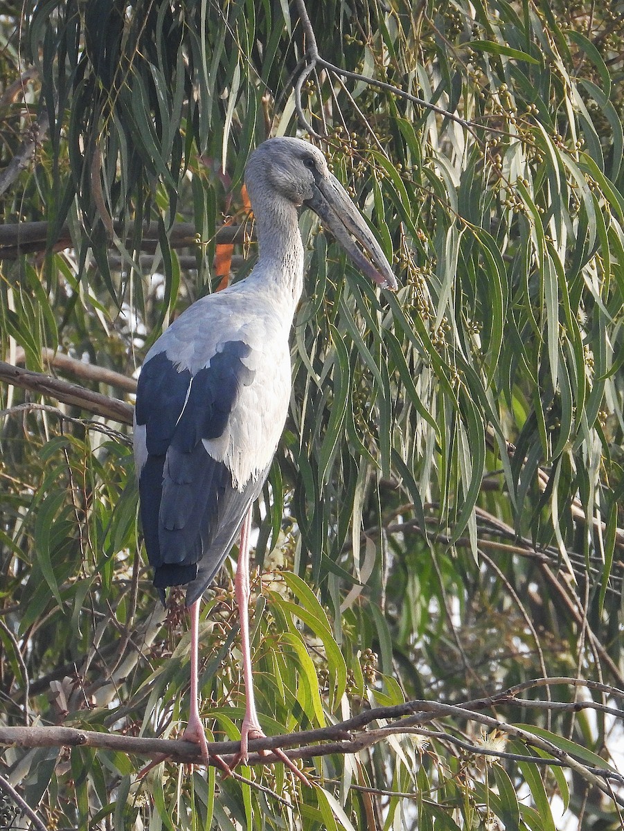 Asian Openbill - ML647820353