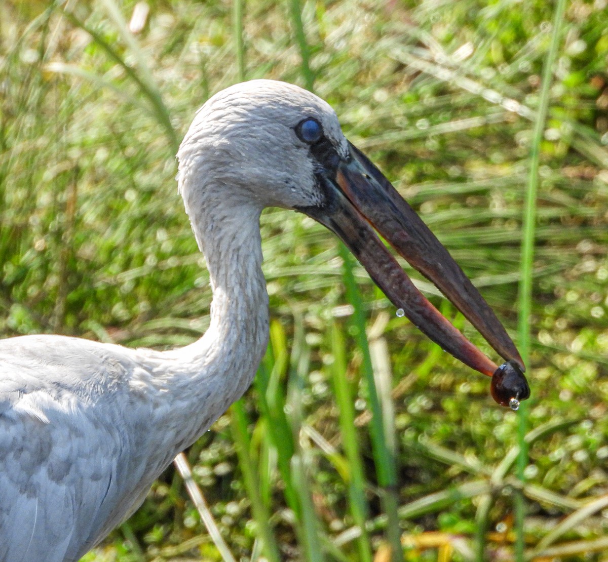 Asian Openbill - ML647820356