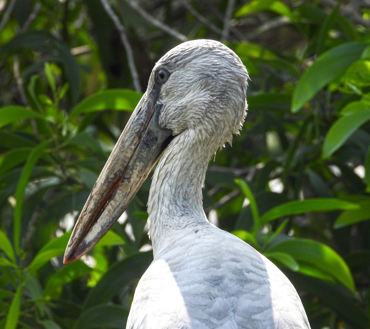 Asian Openbill - ML647820357