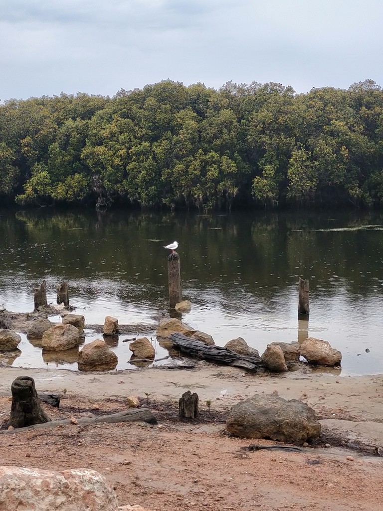 Silver Gull - ML647820360