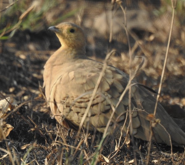 Chestnut-bellied Sandgrouse - ML647820361