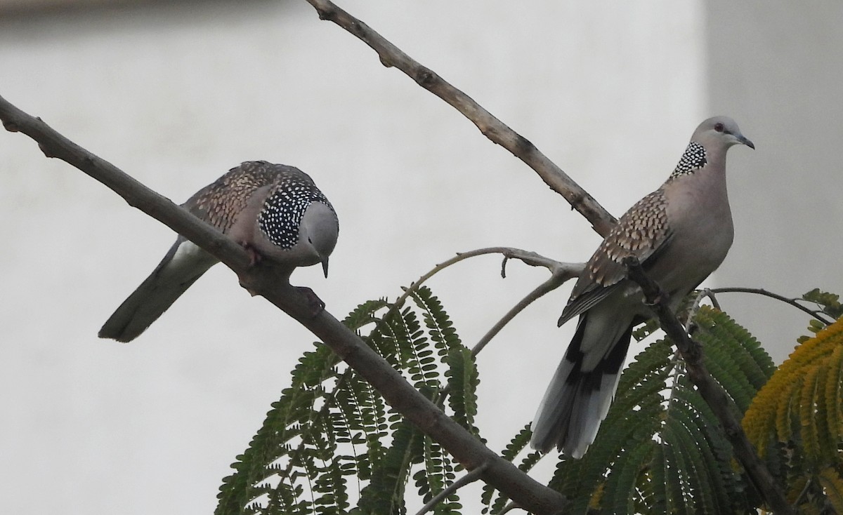Spotted Dove - ML647820362