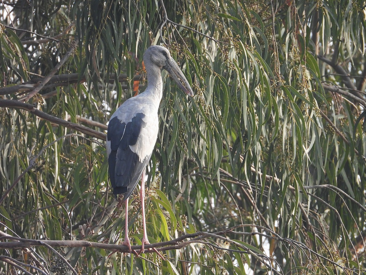 Asian Openbill - ML647820363