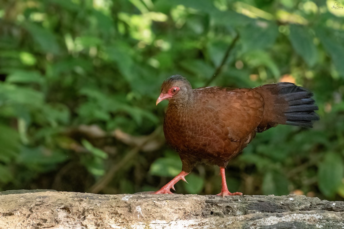 Red Spurfowl - ML647820364