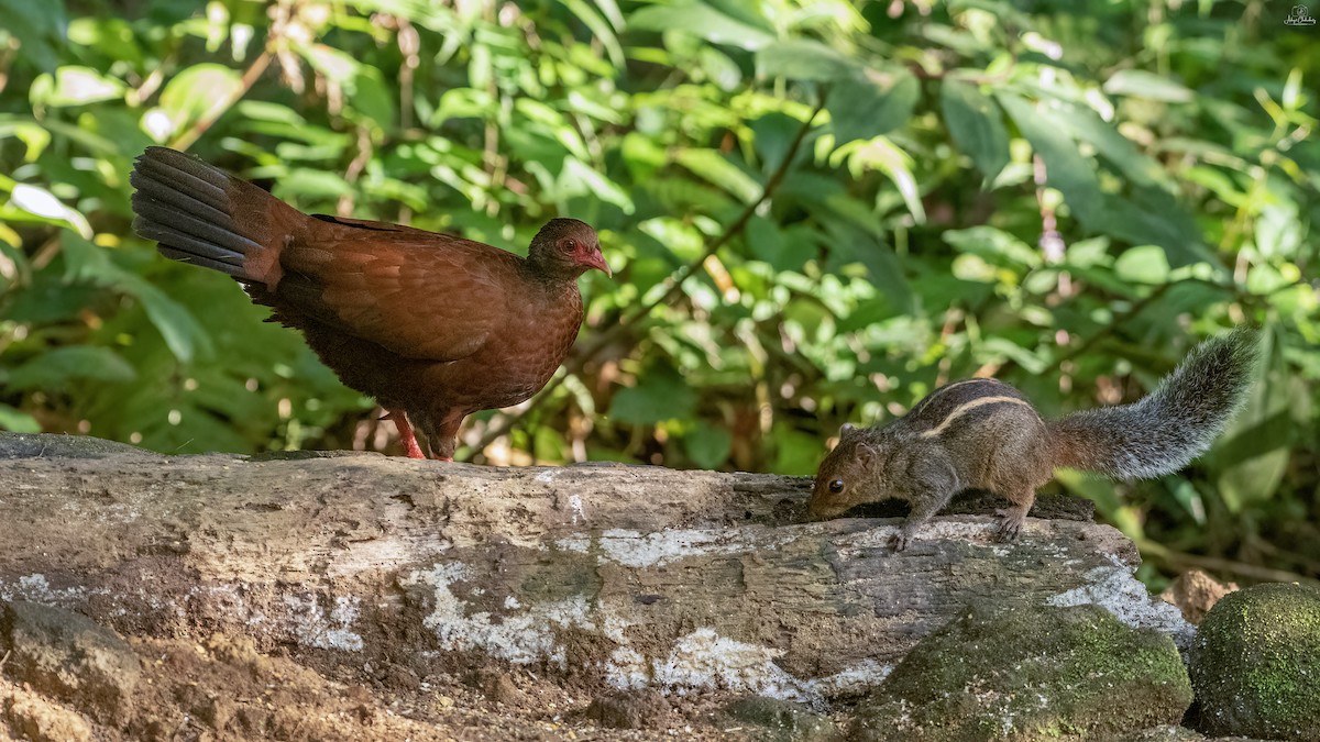 Red Spurfowl - ML647820365