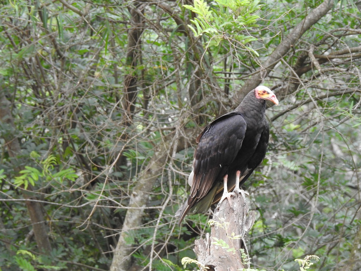 Lesser Yellow-headed Vulture - ML647820366
