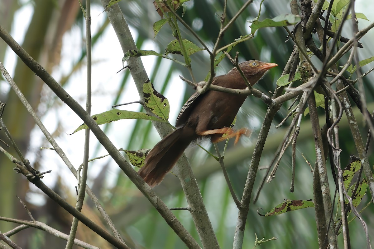 Orange-billed Babbler - ML647820368