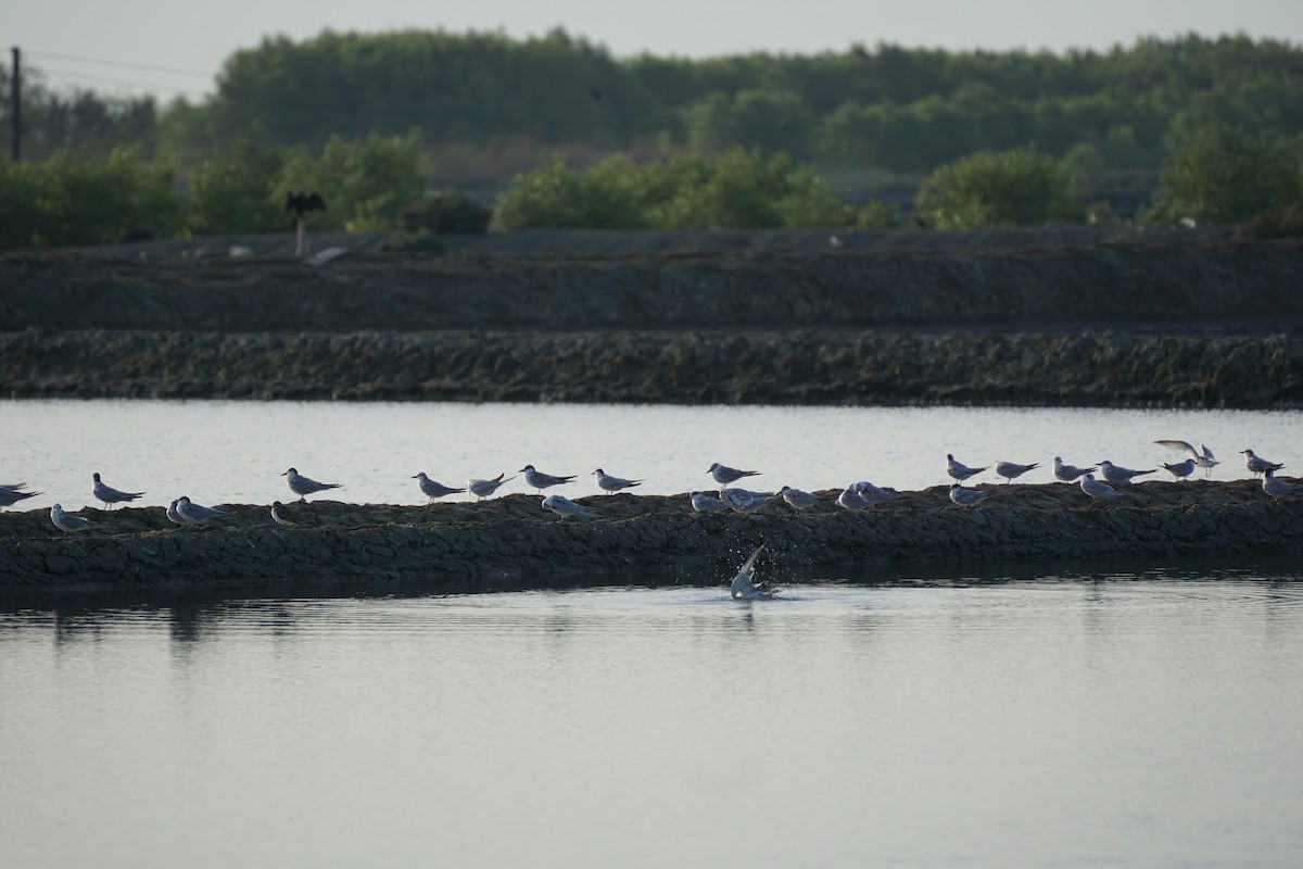 Whiskered Tern - ML647820370