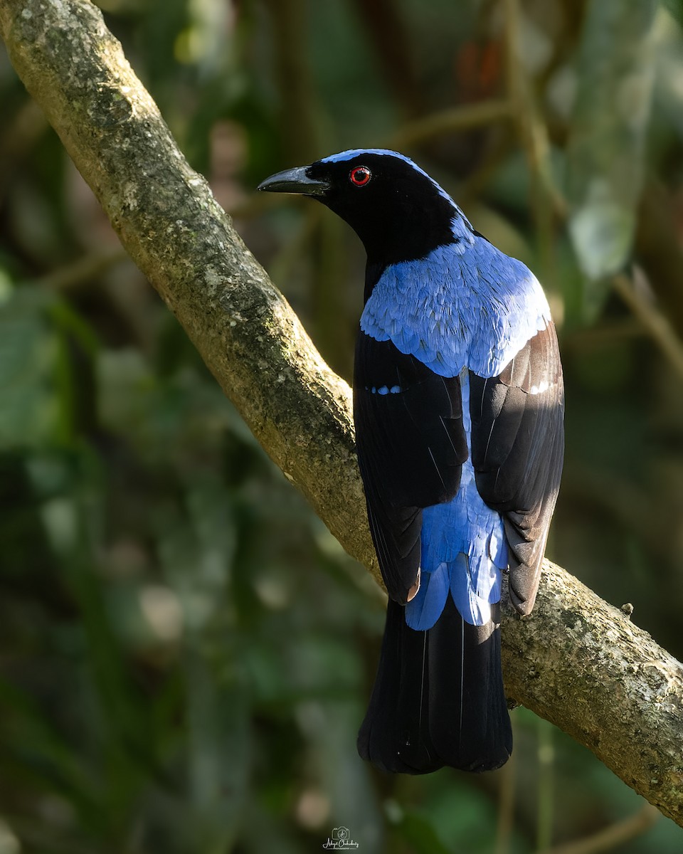 Asian Fairy-bluebird - ML647820371