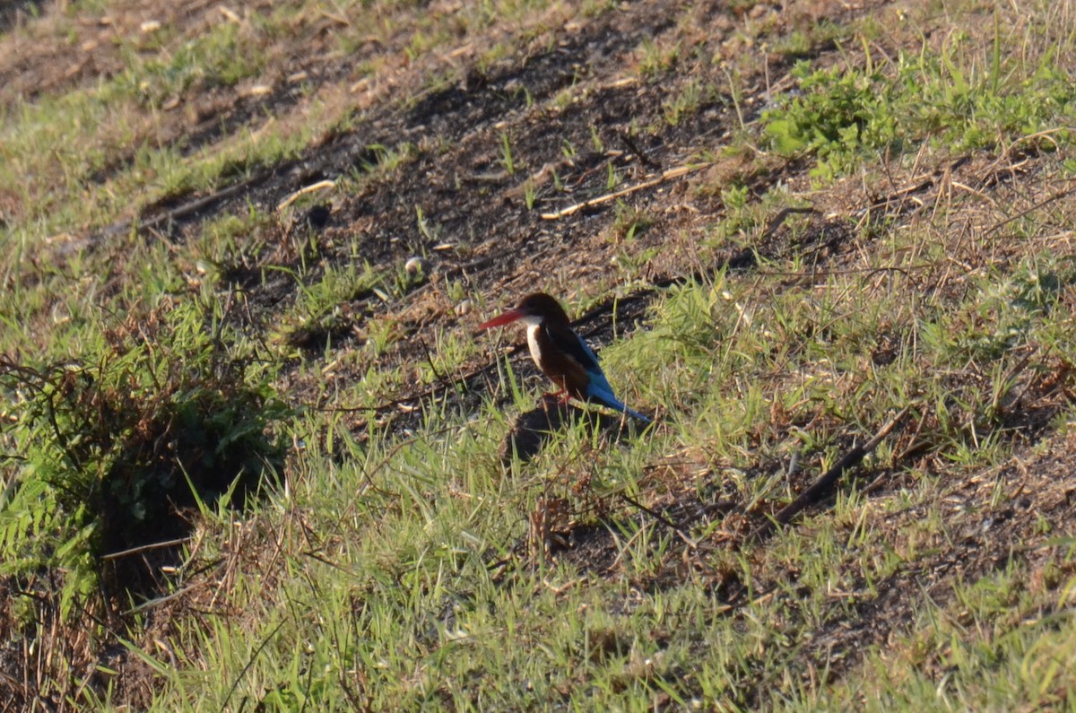 White-throated Kingfisher - ML647820372