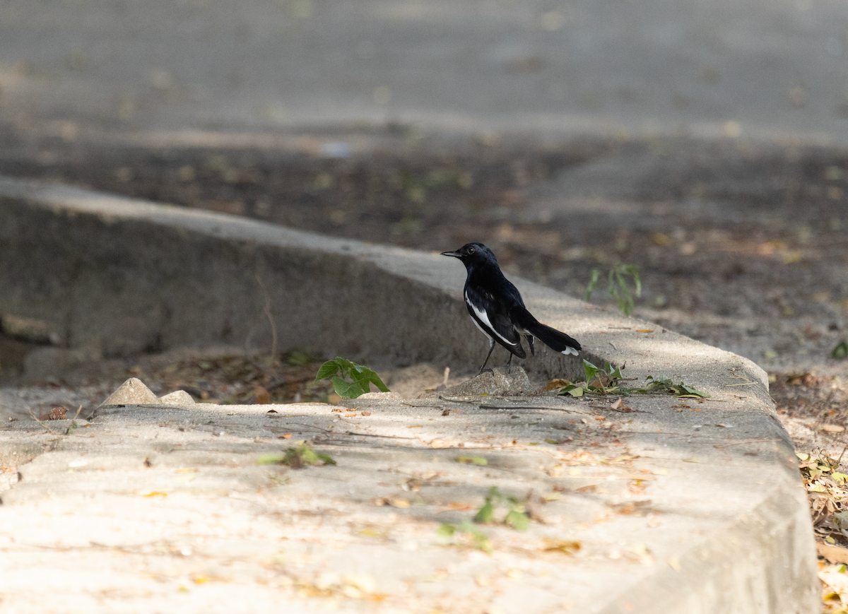 Oriental Magpie-Robin - ML647820373