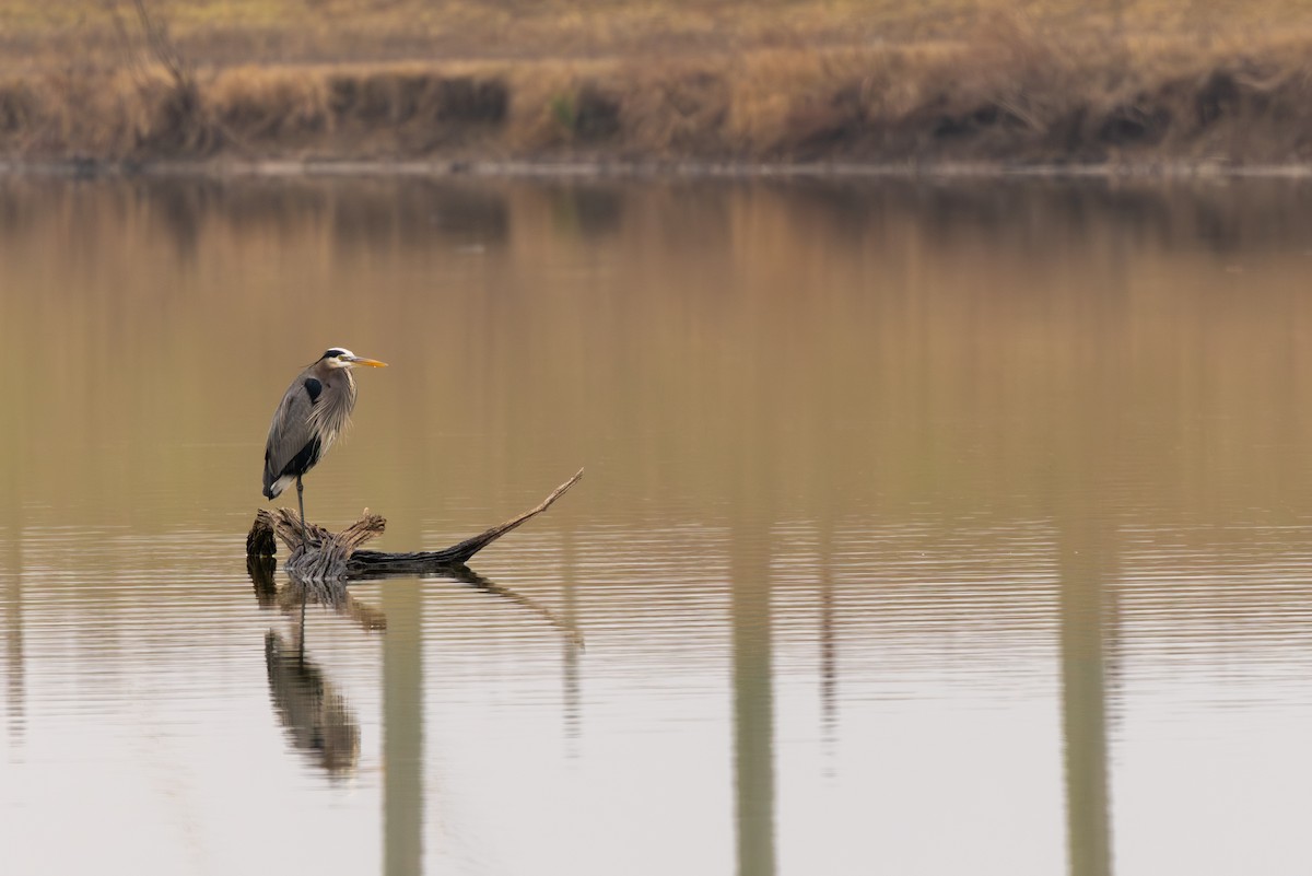 Great Blue Heron - ML647820376