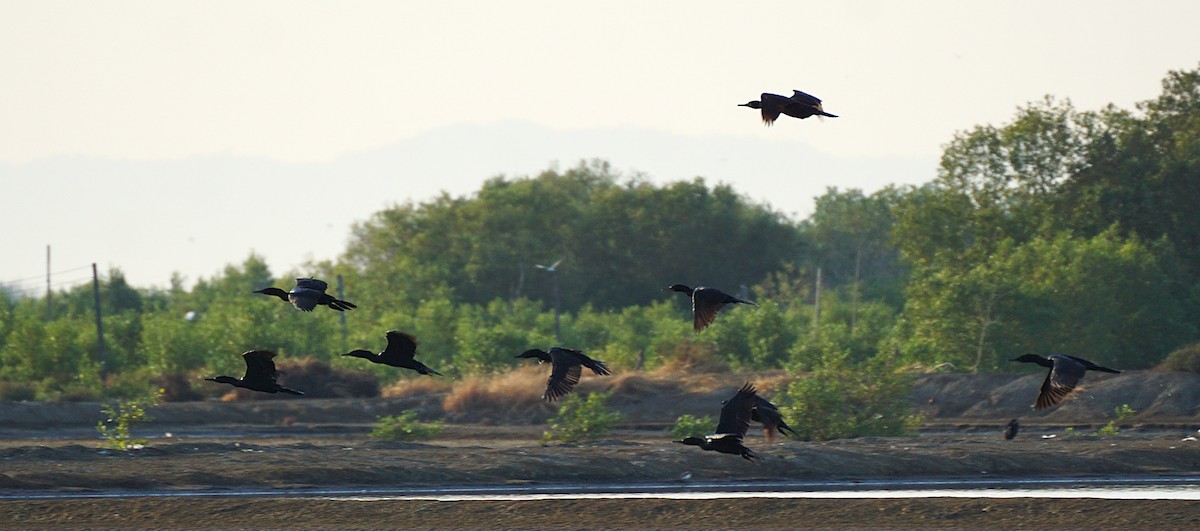 Indian Cormorant - ML647820377