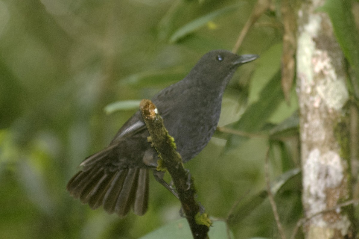 Bornean Whistling-Thrush - ML647820378