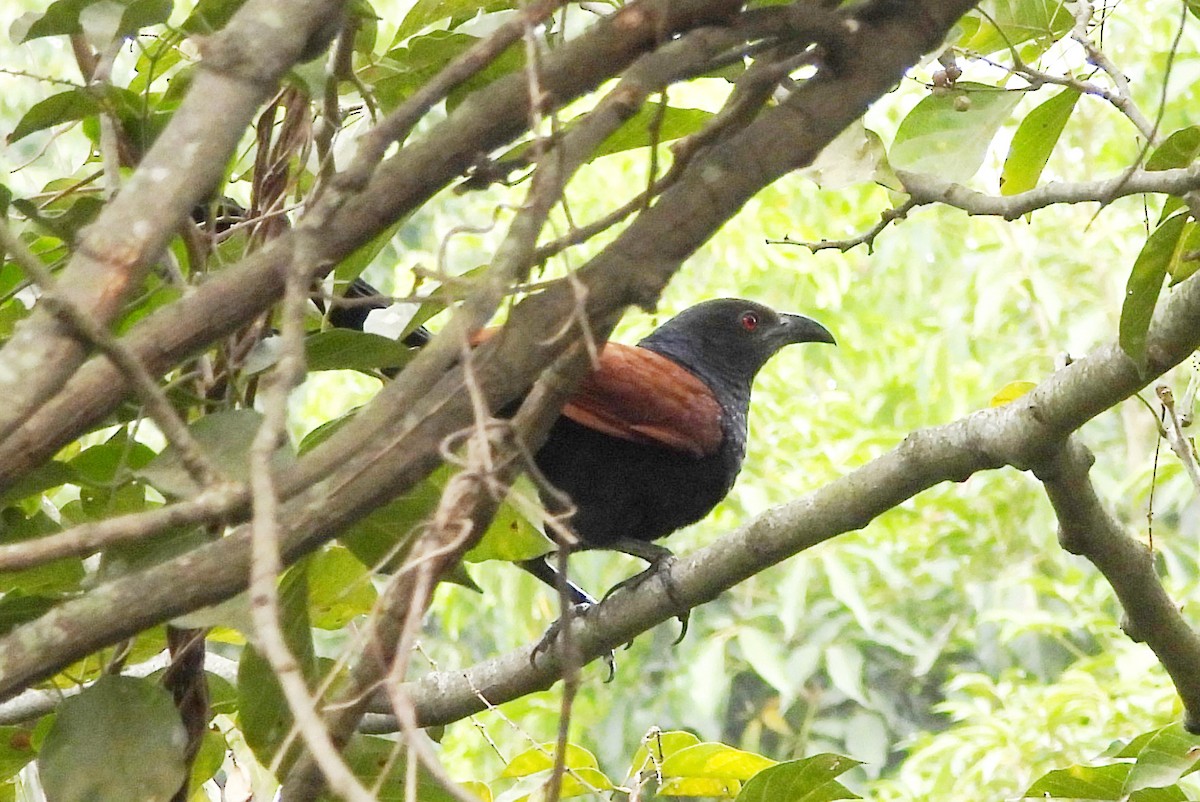 Greater Coucal - ML647820380