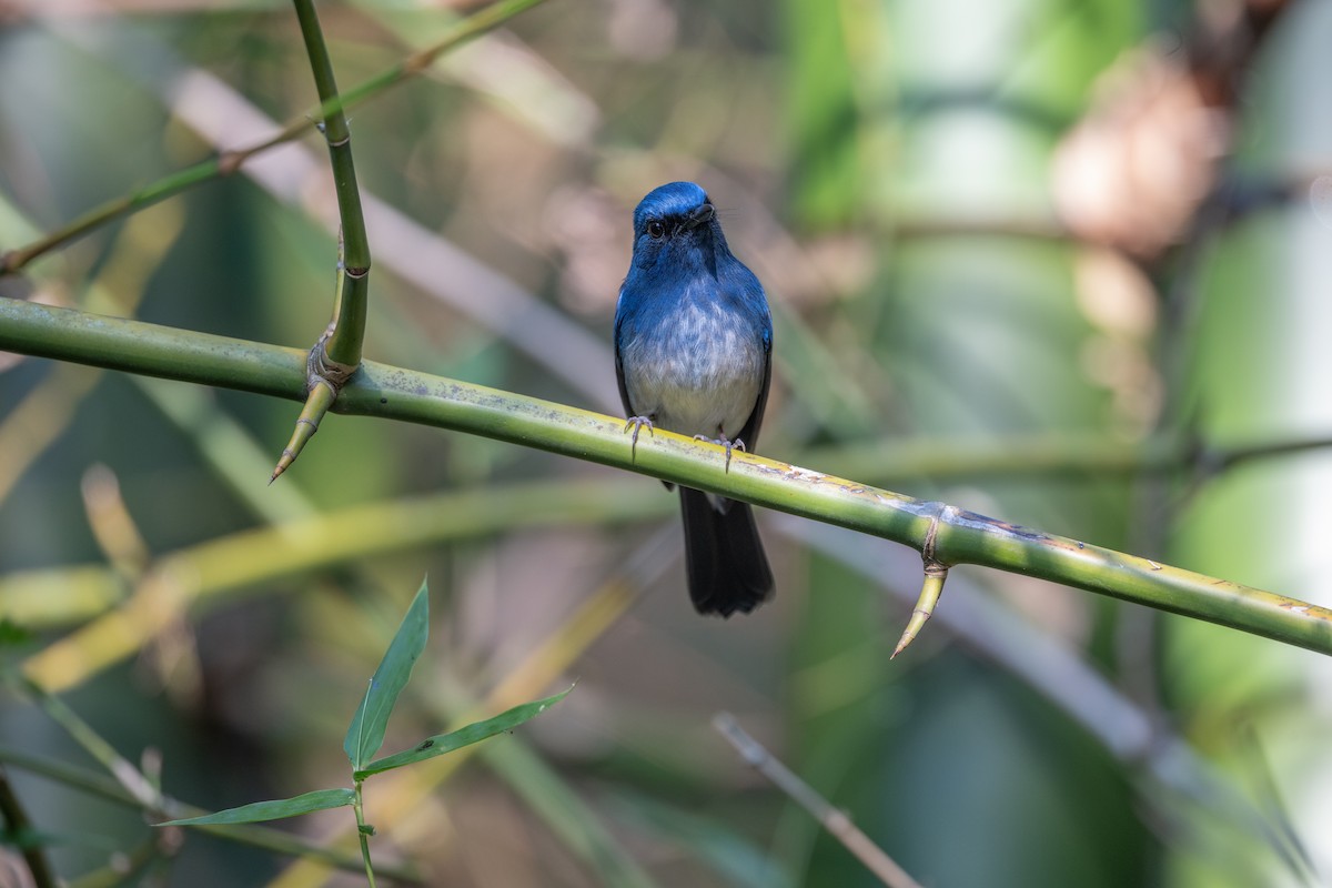 Hainan Blue Flycatcher - ML647820381