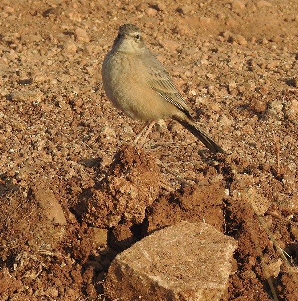 Tawny Pipit - ML647820382