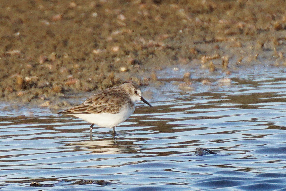 Red-necked Stint - ML647820383