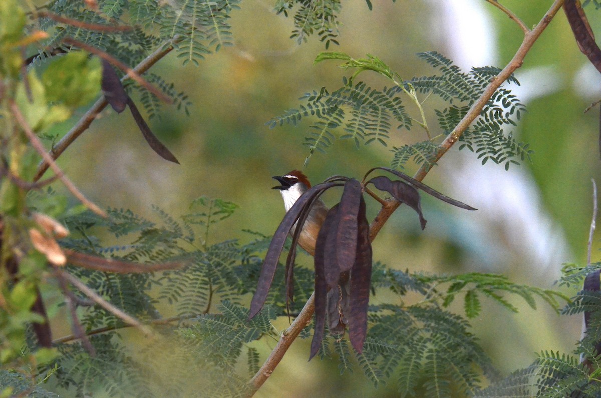 Chestnut-capped Babbler - ML647820384