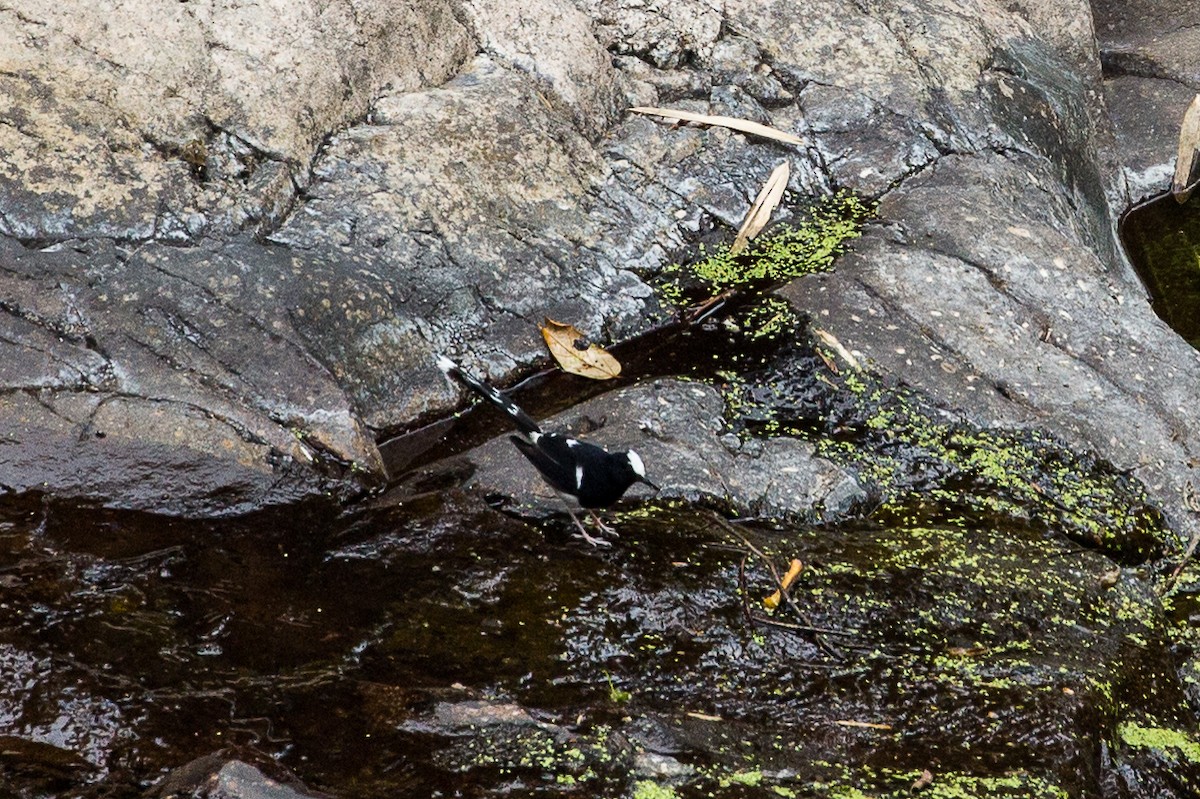 White-crowned Forktail - ML647820385