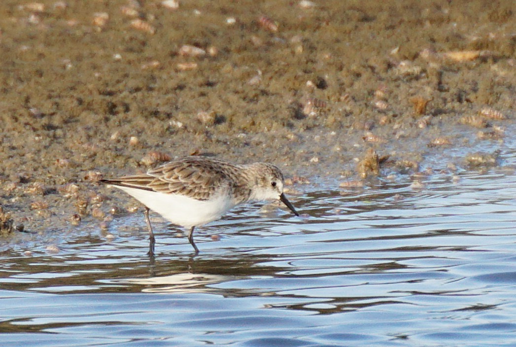 Red-necked Stint - ML647820386