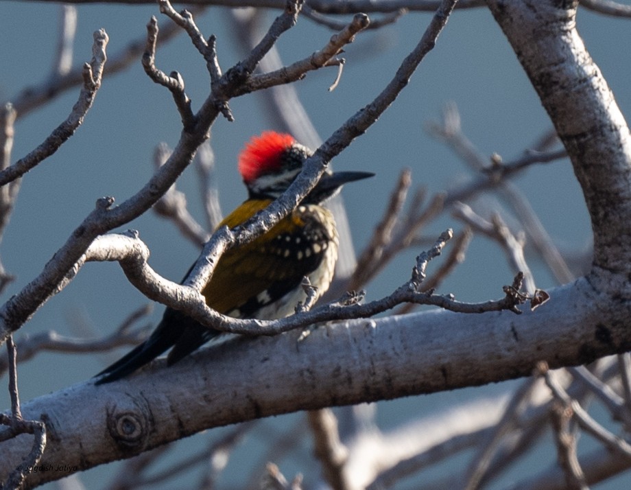 Black-rumped Flameback - ML647820387