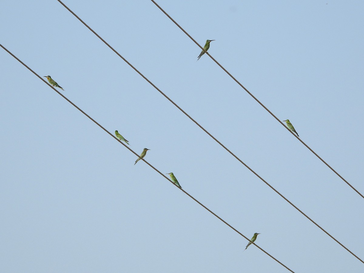 blåkinnbieter - ML647820390