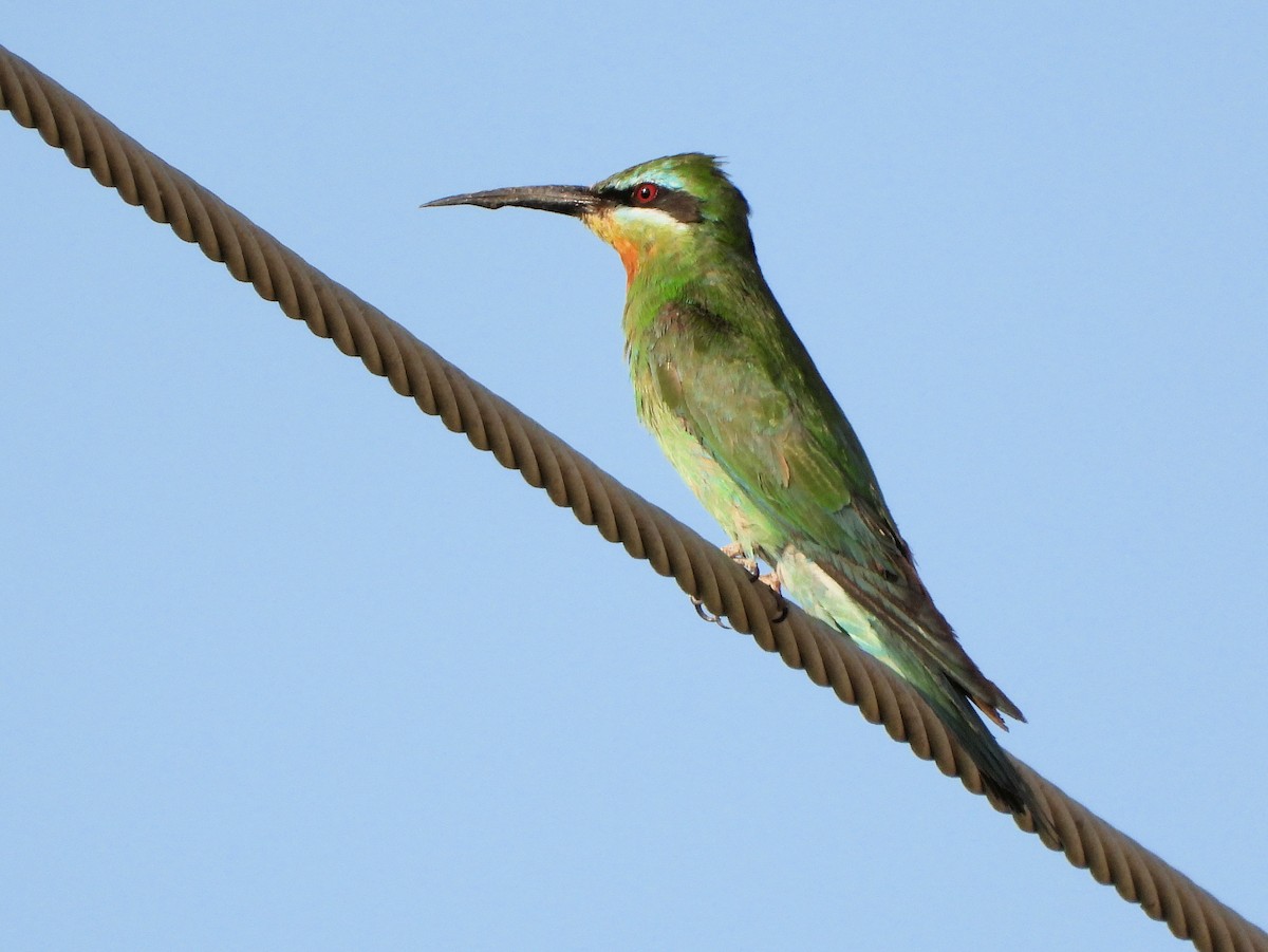 blåkinnbieter - ML647820397