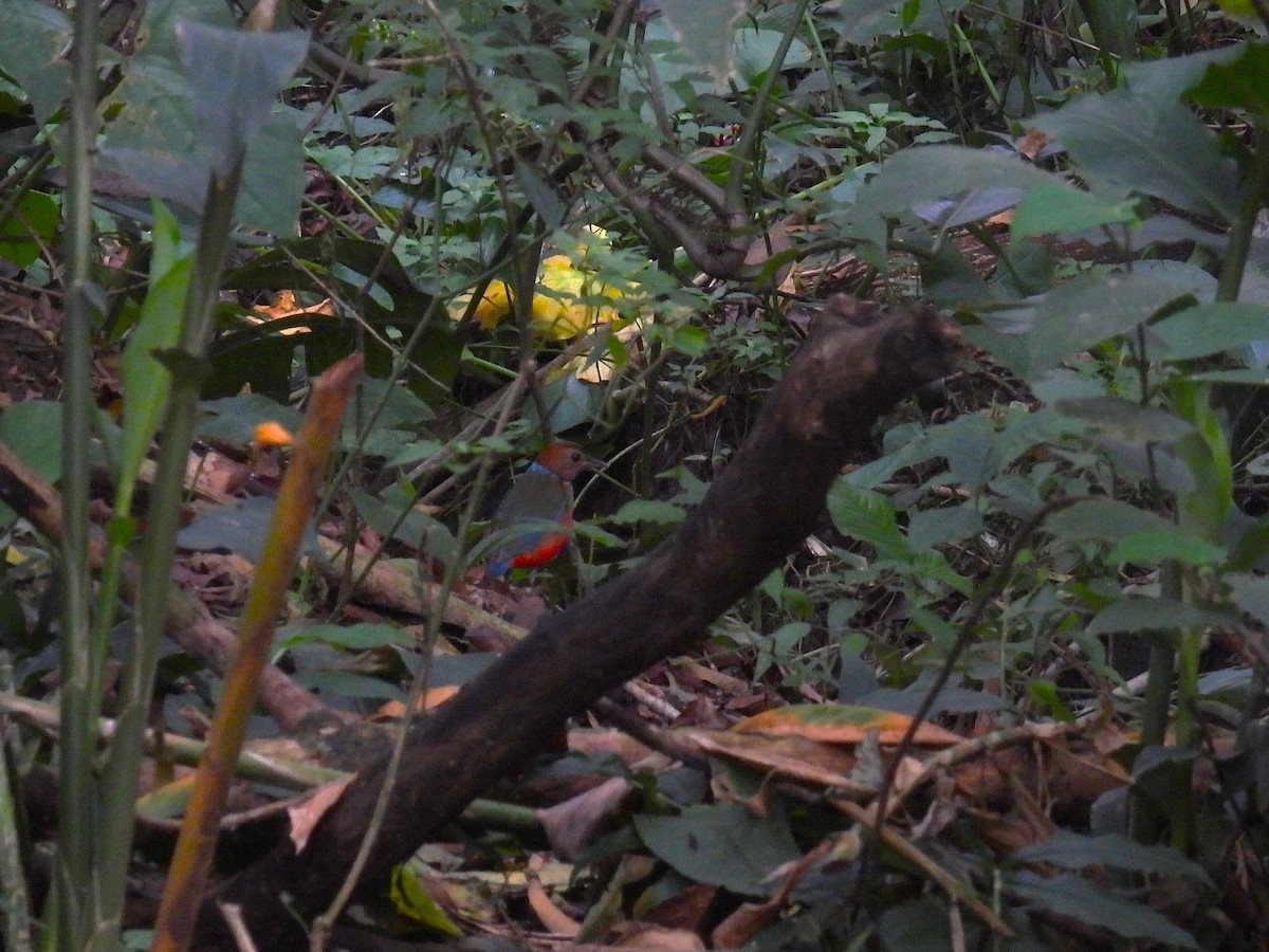 Philippine Pitta - ML647820471