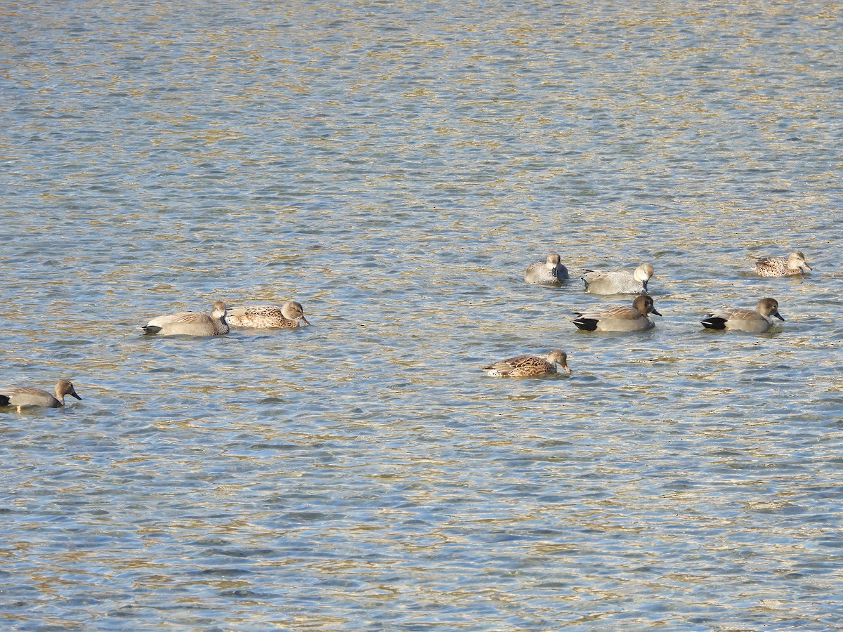 オカヨシガモ - ML647820484