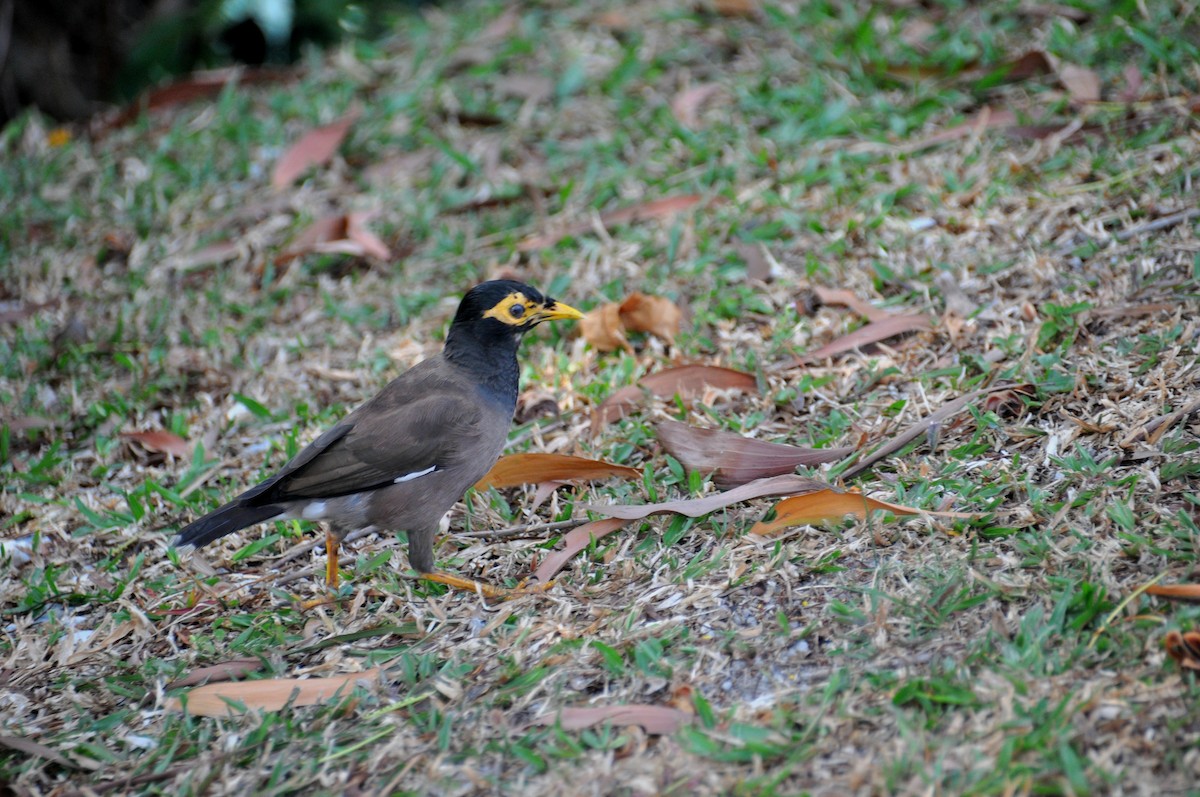 Common Myna - ML647820510