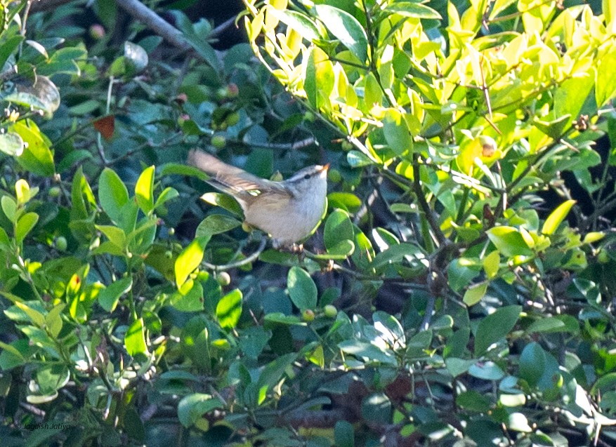 Hume's Warbler - ML647820524