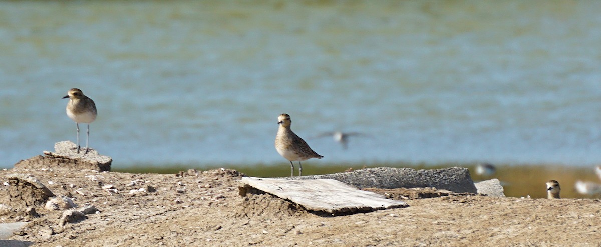 Pacific Golden-Plover - ML647820525
