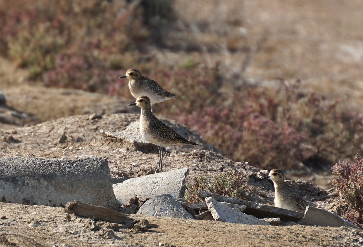Pacific Golden-Plover - ML647820526
