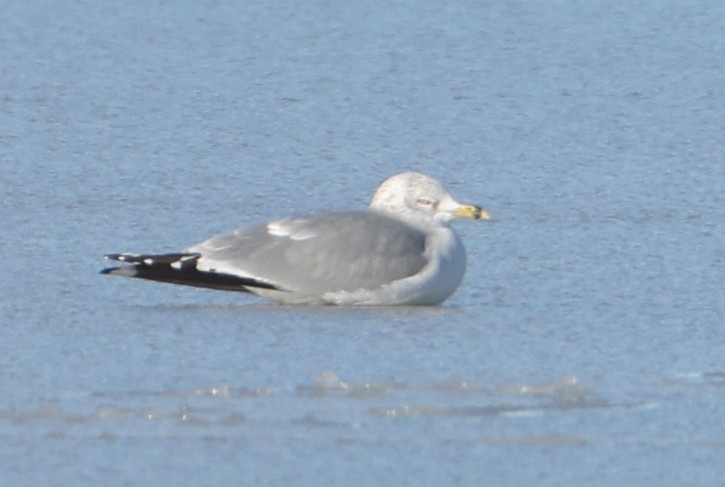 Ring-billed Gull - ML647820528