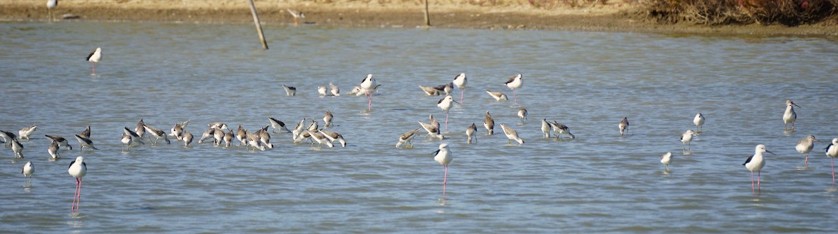 Marsh Sandpiper - ML647820530