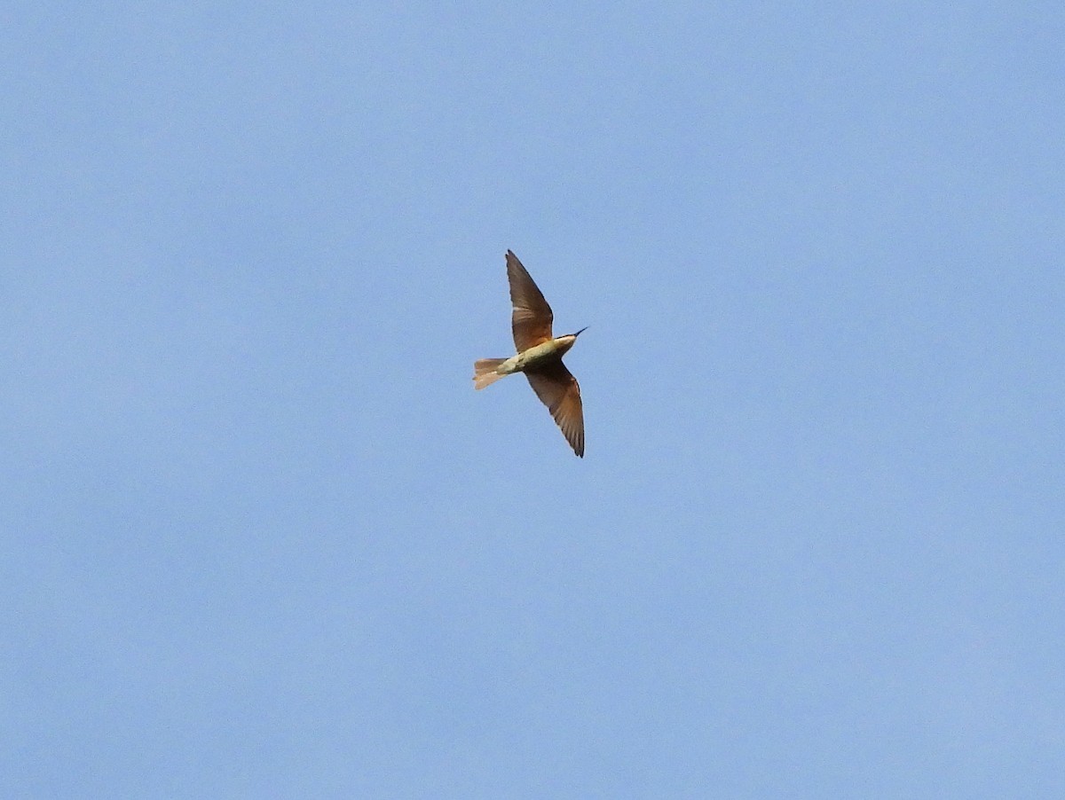 Blue-cheeked Bee-eater - ML647820531