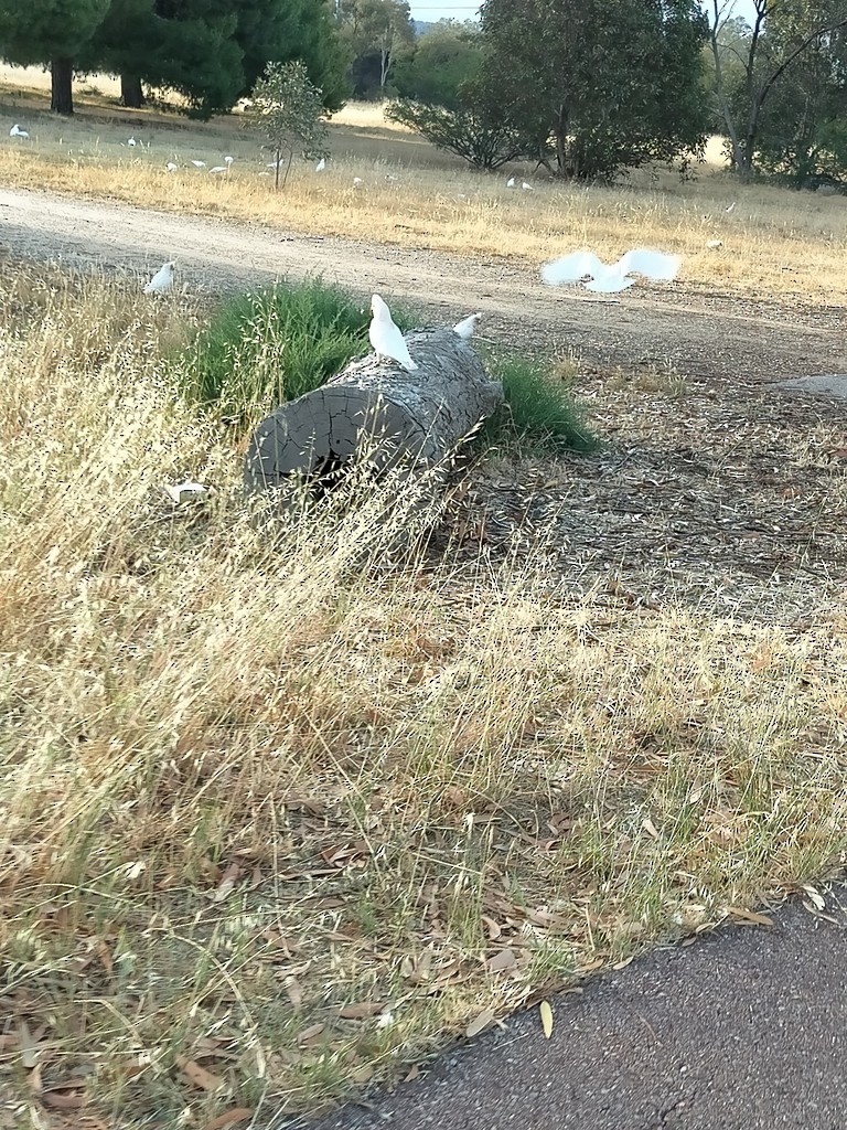 Long-billed Corella - ML647820533