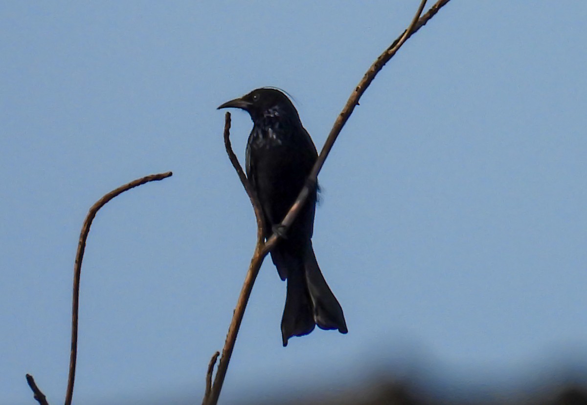 Hair-crested Drongo - ML647820540