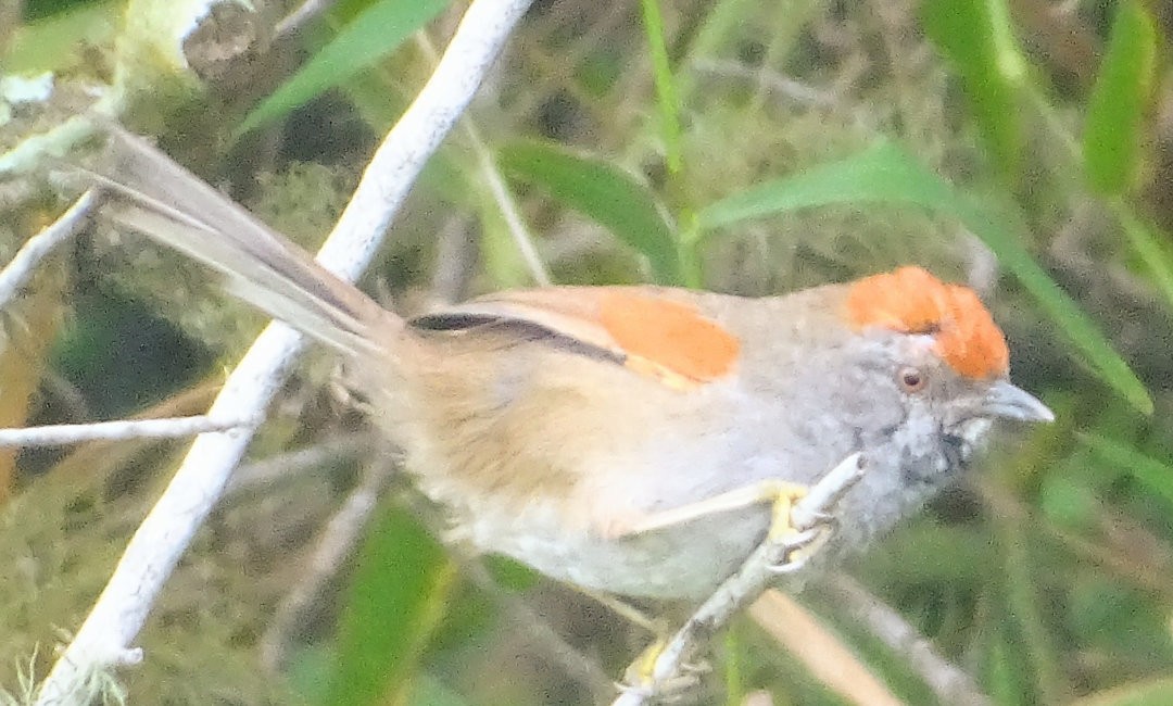 Spix's Spinetail - ML647820541