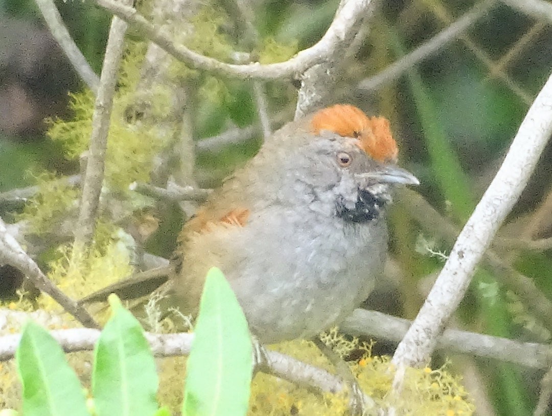 Spix's Spinetail - ML647820542