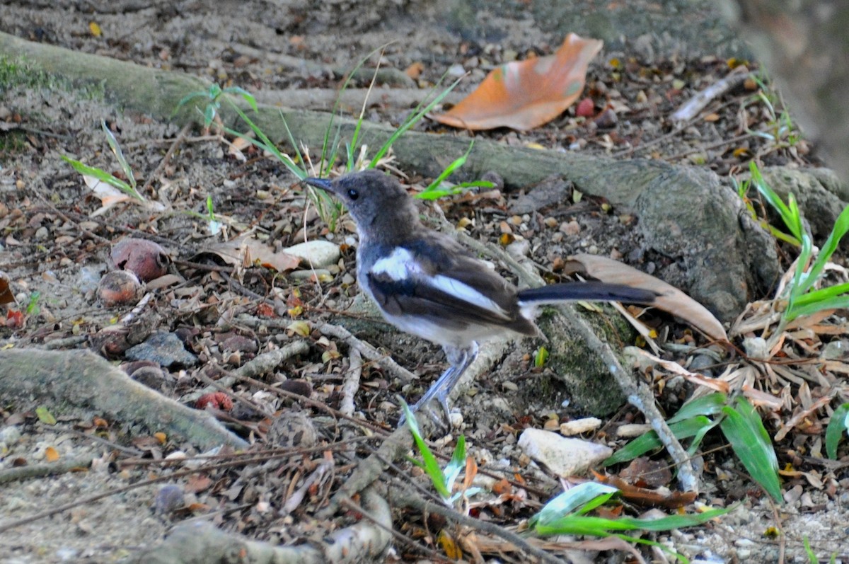 Oriental Magpie-Robin - ML647820543