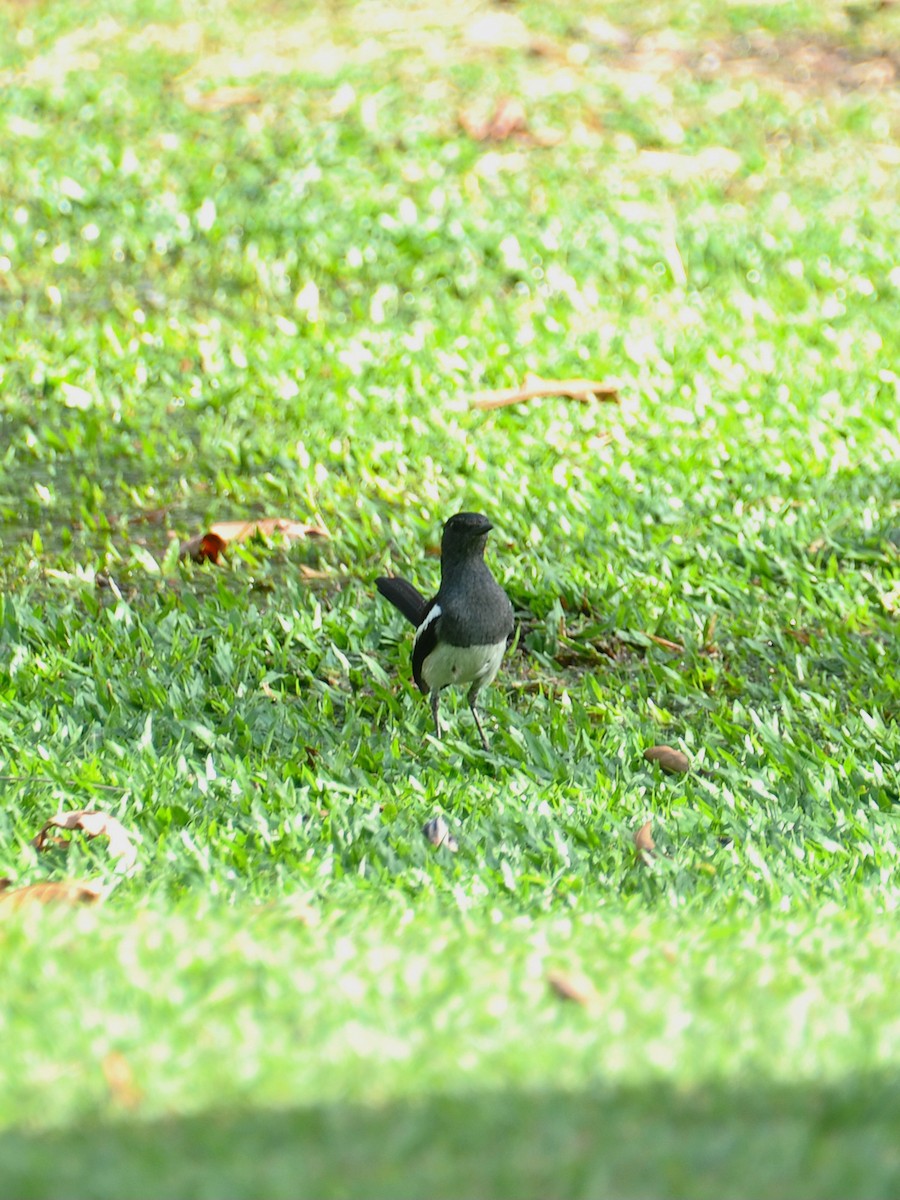 Oriental Magpie-Robin - ML647820544
