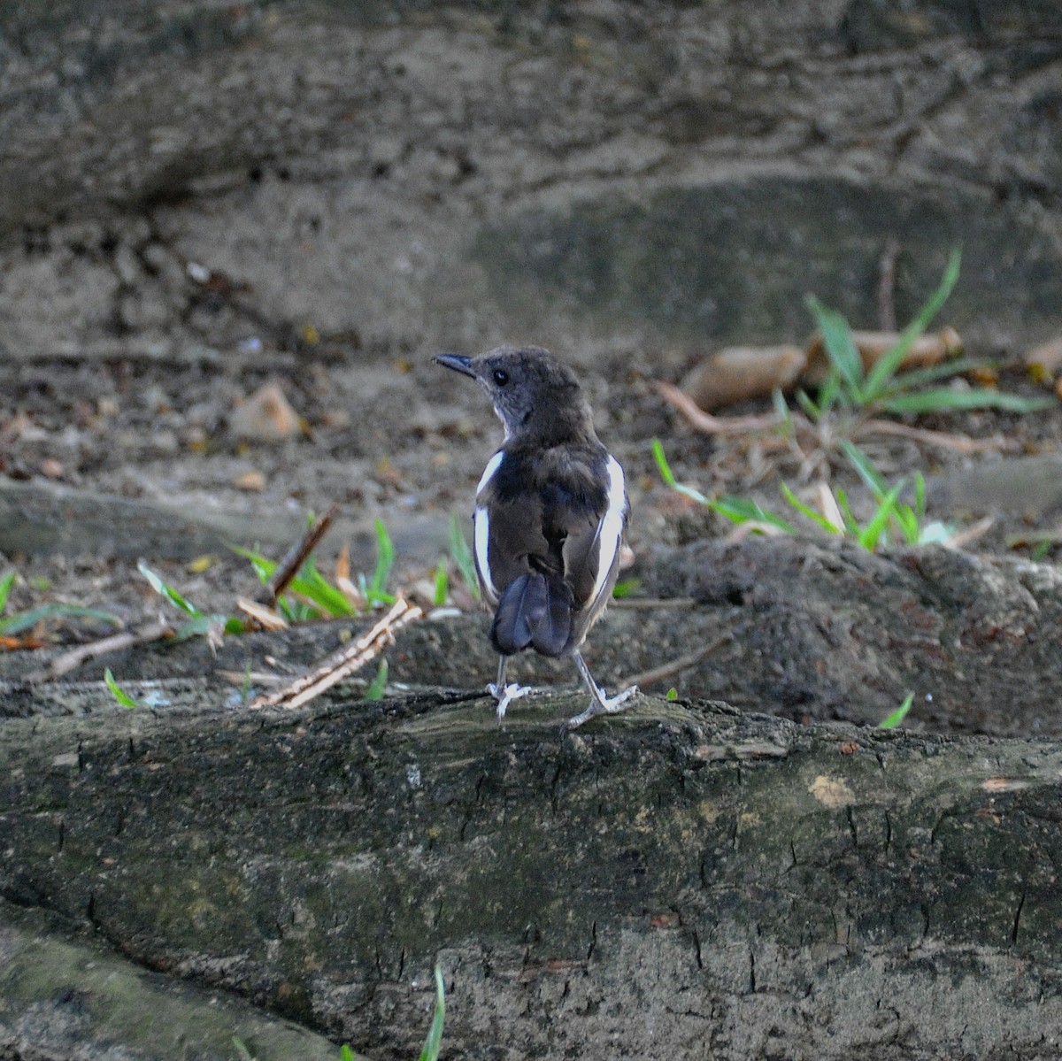 Oriental Magpie-Robin - ML647820545