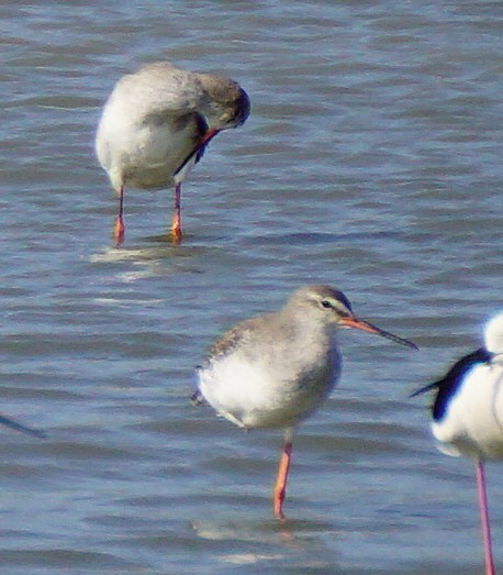 Spotted Redshank - ML647820546