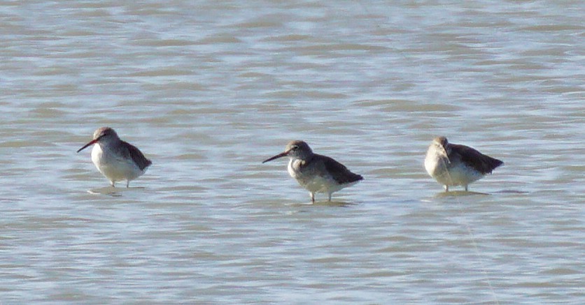 Spotted Redshank - ML647820547