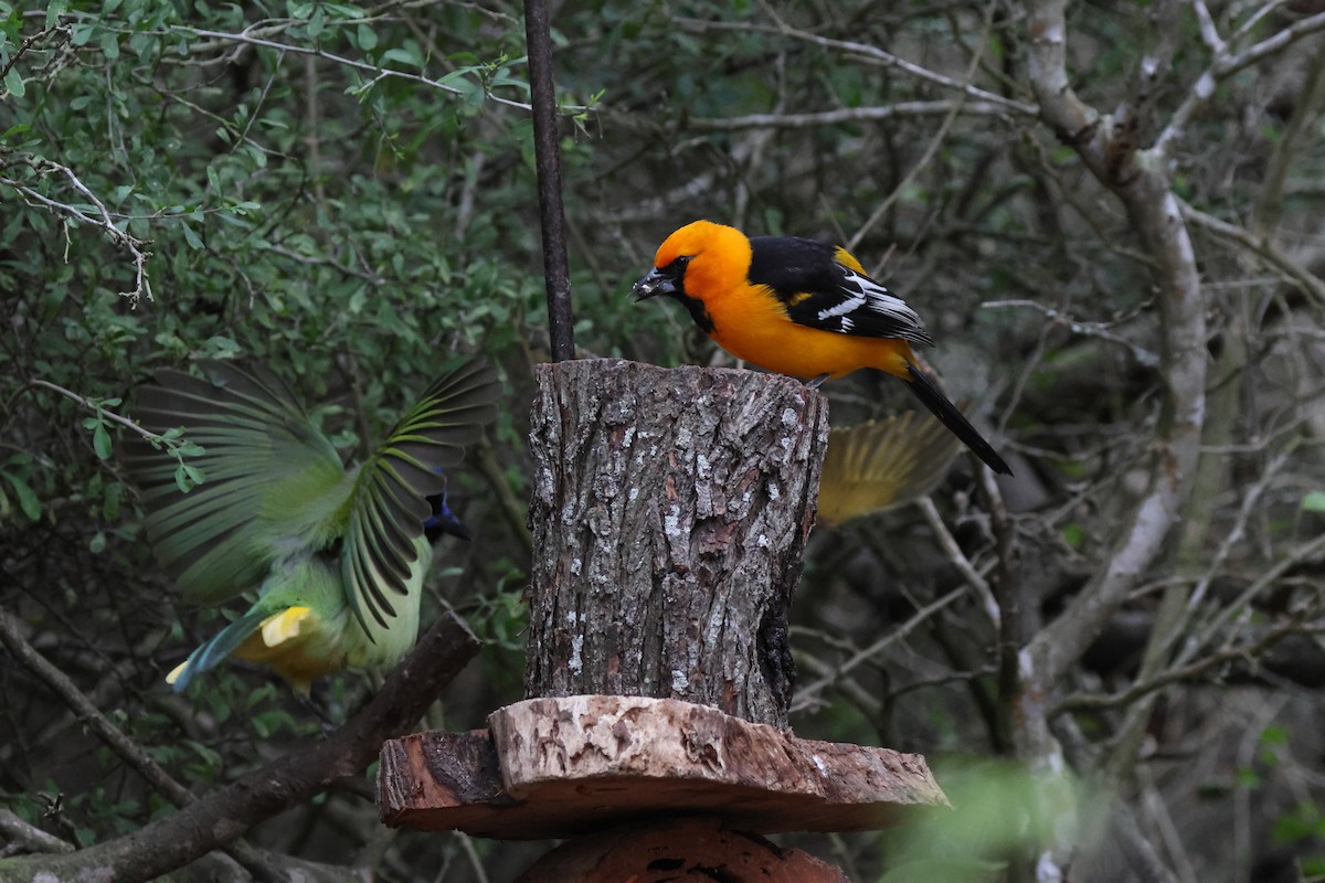 Altamira Oriole - ML647820549