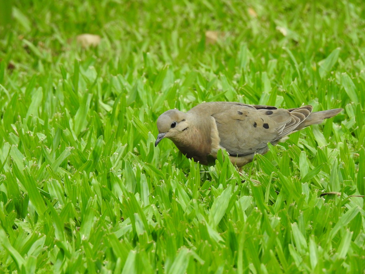 Eared Dove - ML647820550