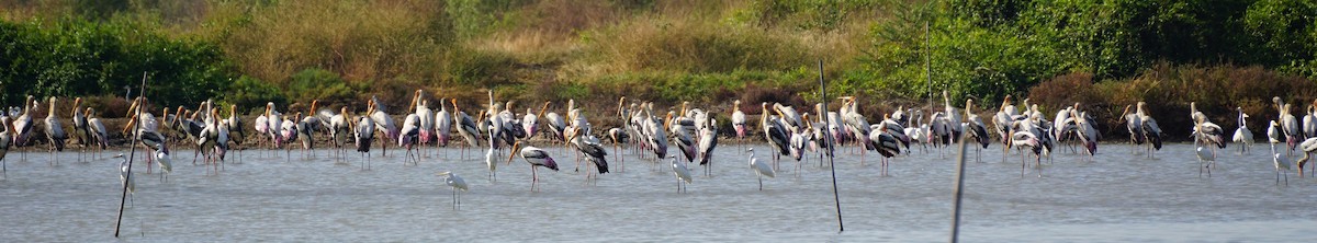 Painted Stork - ML647820551